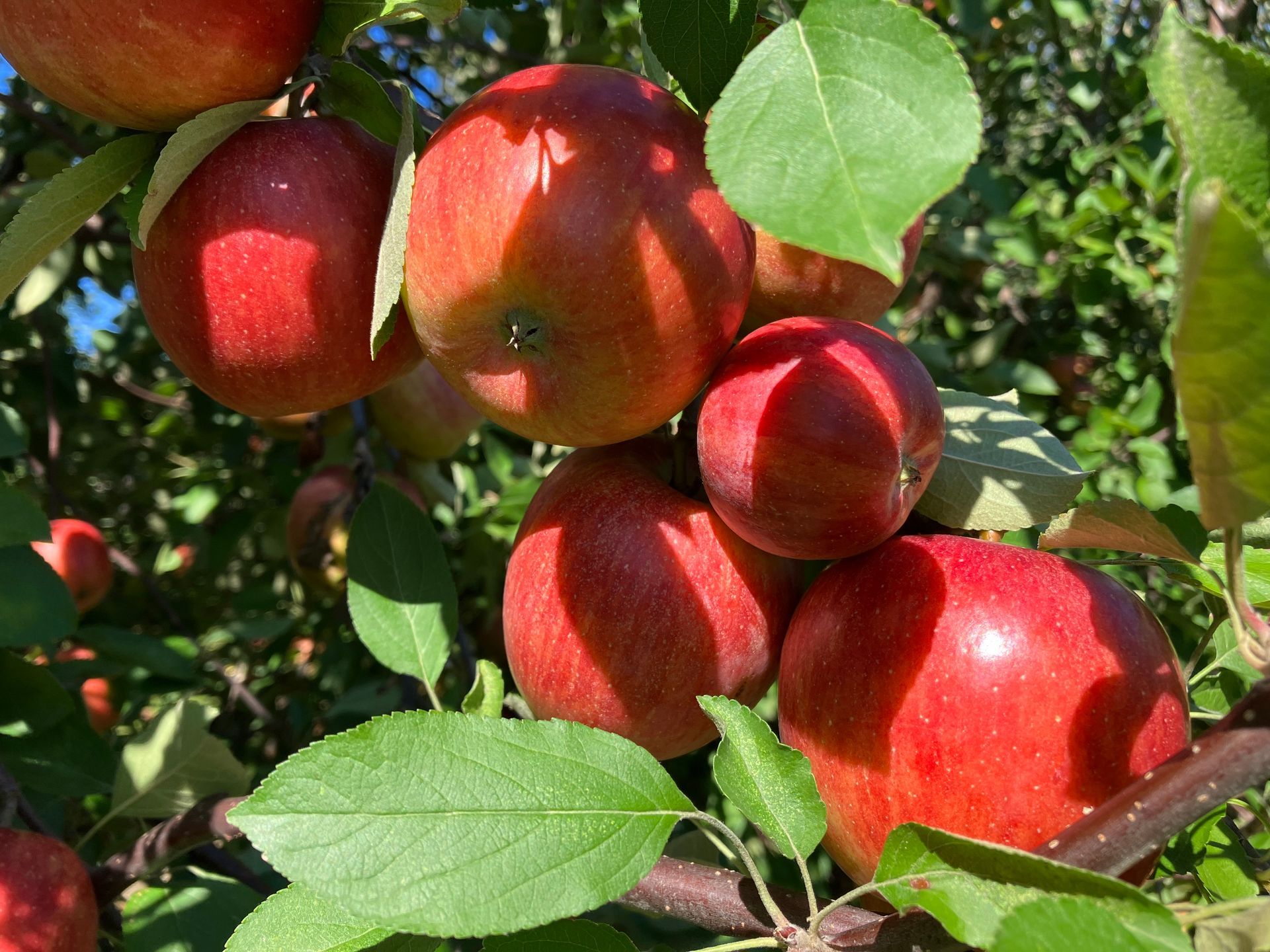 A bunch of red apples hanging from a tree.