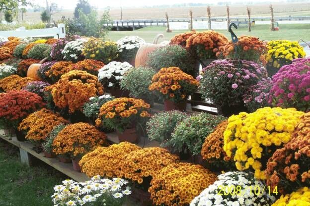 A bunch of different colored flowers are on a table