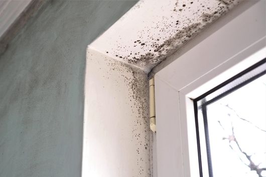 Mold Growth — Staten Island, NY — Safety Environmental Inc.