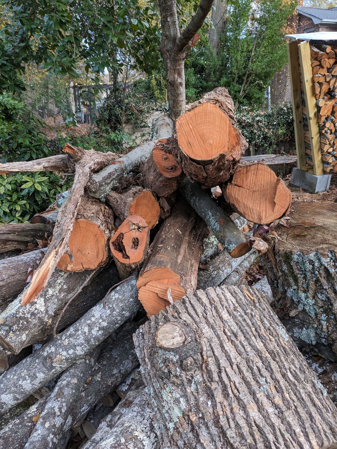 Beautiful cherry logs waiting to be processed