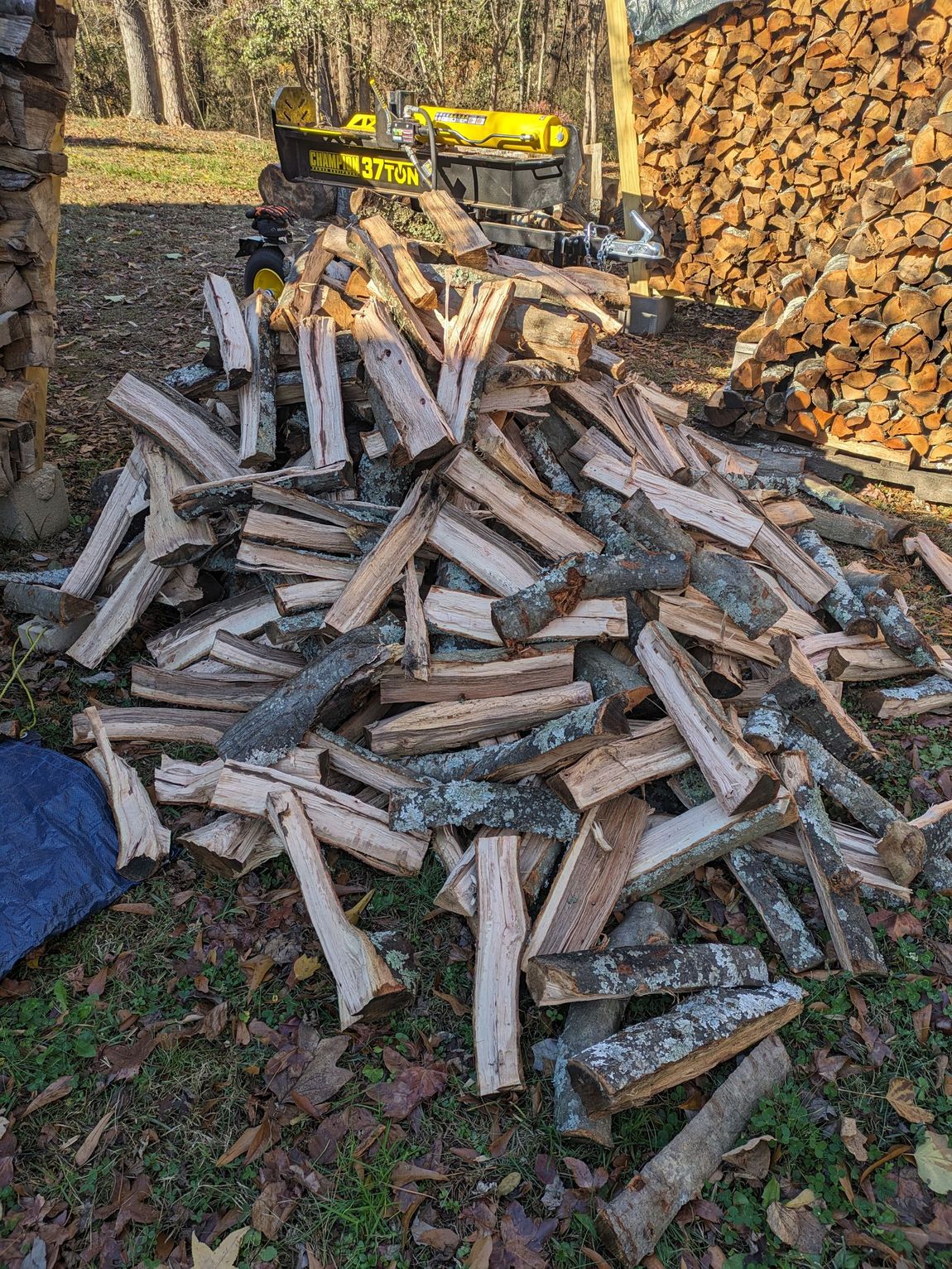 Fresh split oak ready to be stacked