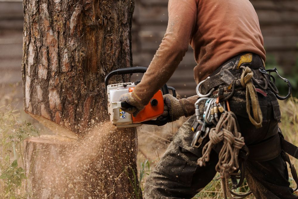 A Man is Cutting a Tree With a Chainsaw — All Australian Tree & Palm Services In Mount Coolum, QLD
