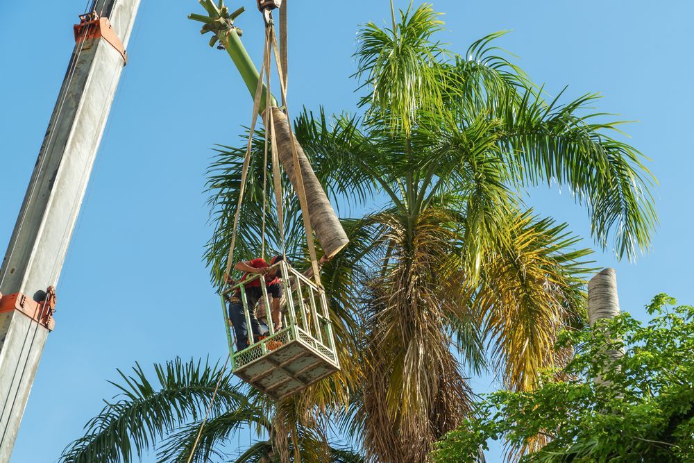 A Crane is Lifting a Palm Tree in a Basket — All Australian Tree & Palm Services In Mount Coolum, QLD