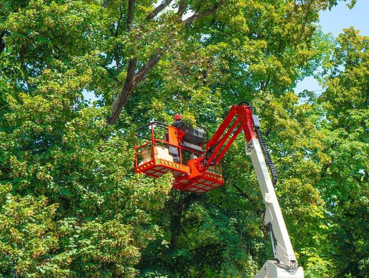 A Man is Cutting a Tree With a Crane — All Australian Tree & Palm Services In Mount Coolum, QLD