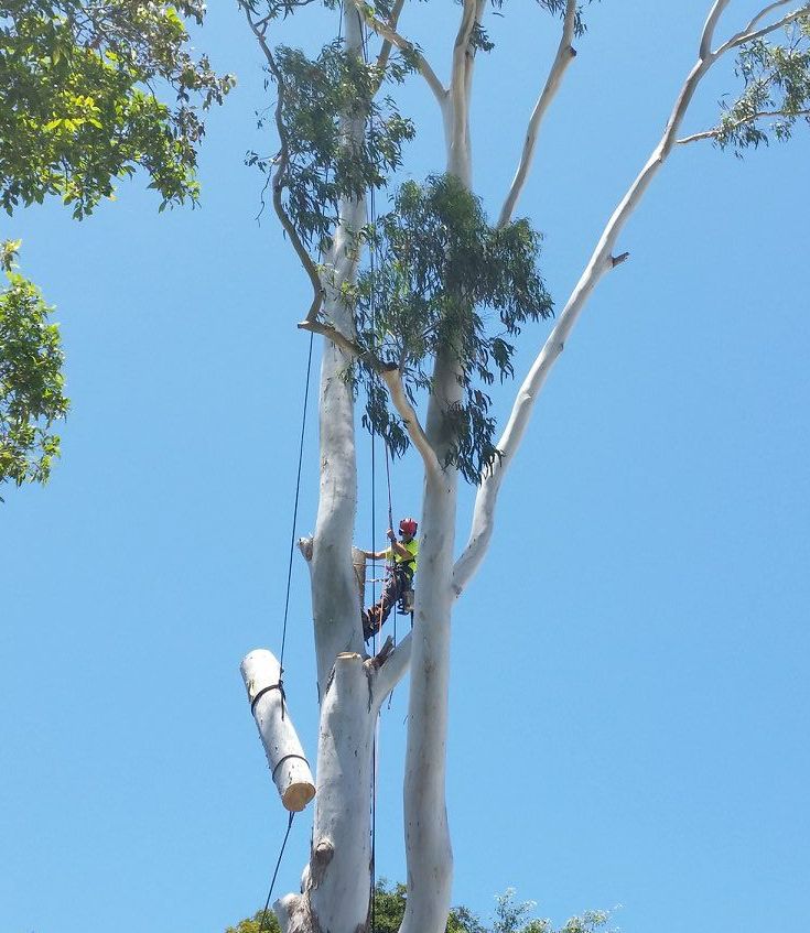A Man is Cutting Down a Tree With a Chainsaw — All Australian Tree & Palm Services In Mount Coolum, QLD