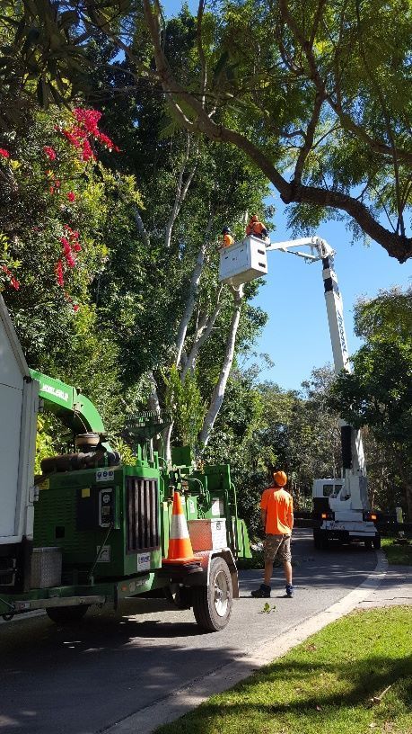 A Man in a Bucket is Cutting a Tree — All Australian Tree & Palm Services In Mount Coolum, QLD