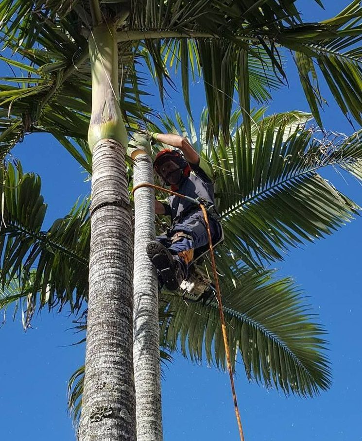 A Man is Climbing Up a Palm Tree With a Rope — All Australian Tree & Palm Services In Mount Coolum, QLD