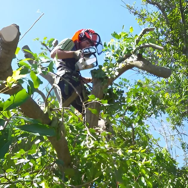 A Man is Cutting a Tree Branch With a Chainsaw — All Australian Tree & Palm Services In Mount Coolum, QLD