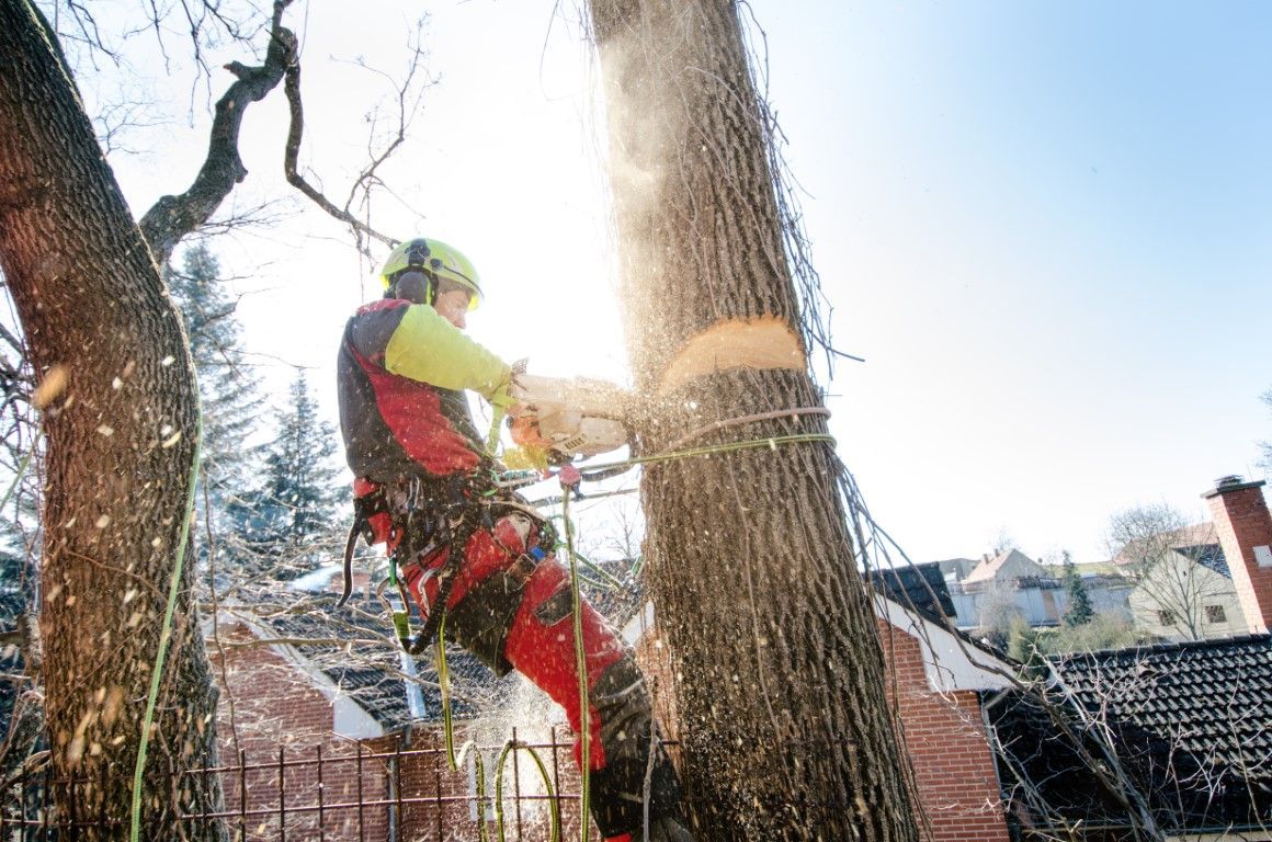 An arborist in protective gear suspended by ropes cuts into a tree trunk with a chainsaw against a bright, sunlit sky.