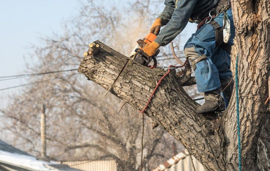 An arborist wearing safety gear uses a chainsaw to cut a large tree branch while suspended in the tree.