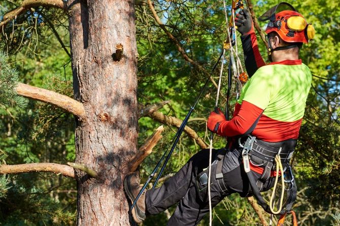 An arborist in high-visibility gear, helmet, and climbing harness works while suspended in a tree.