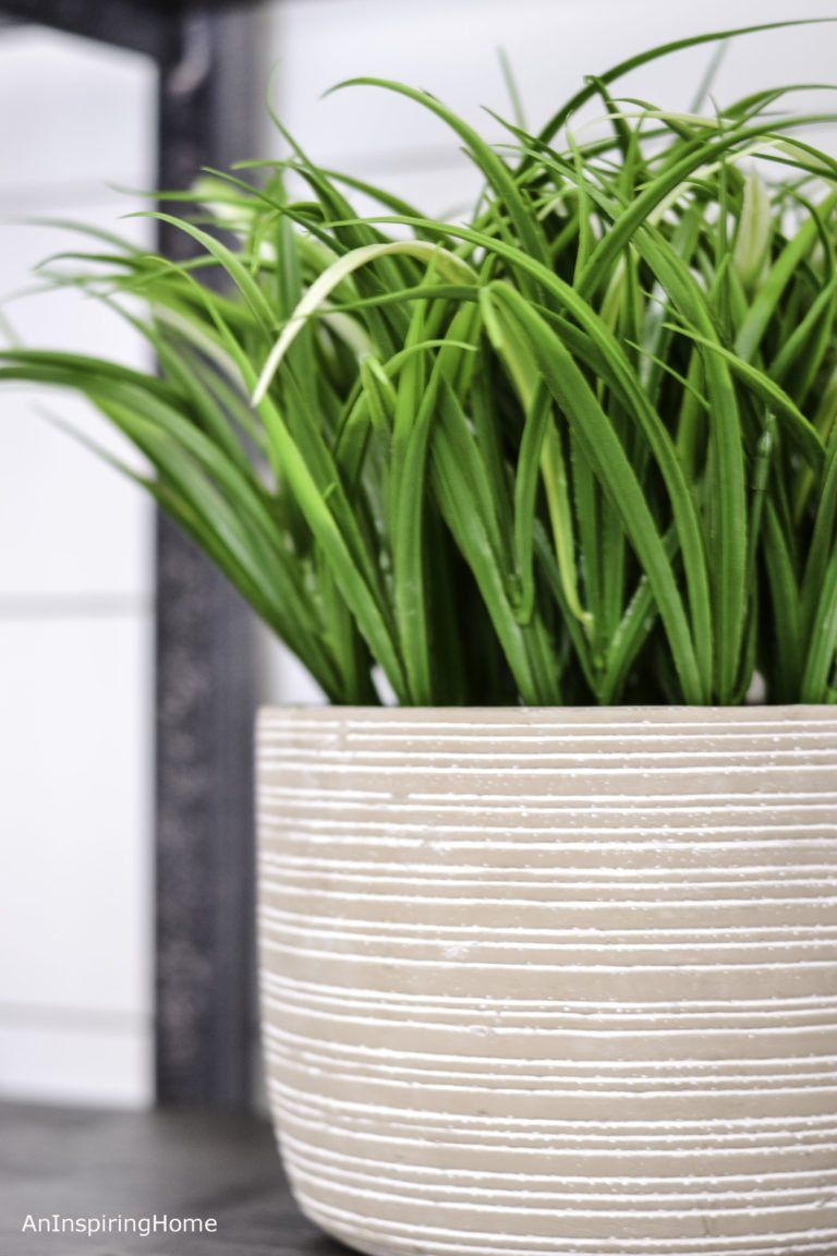 Casual Modern Farmhouse Living Plant Close-Up | Charlotte & Waxhaw | An Inspiring Home