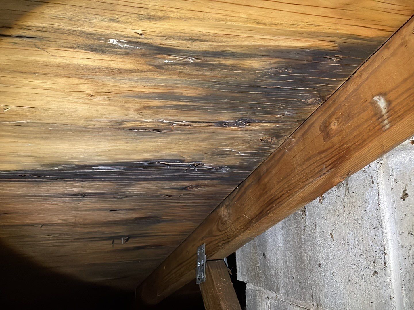 Photo of mold growing in attic in Eugene, OR.