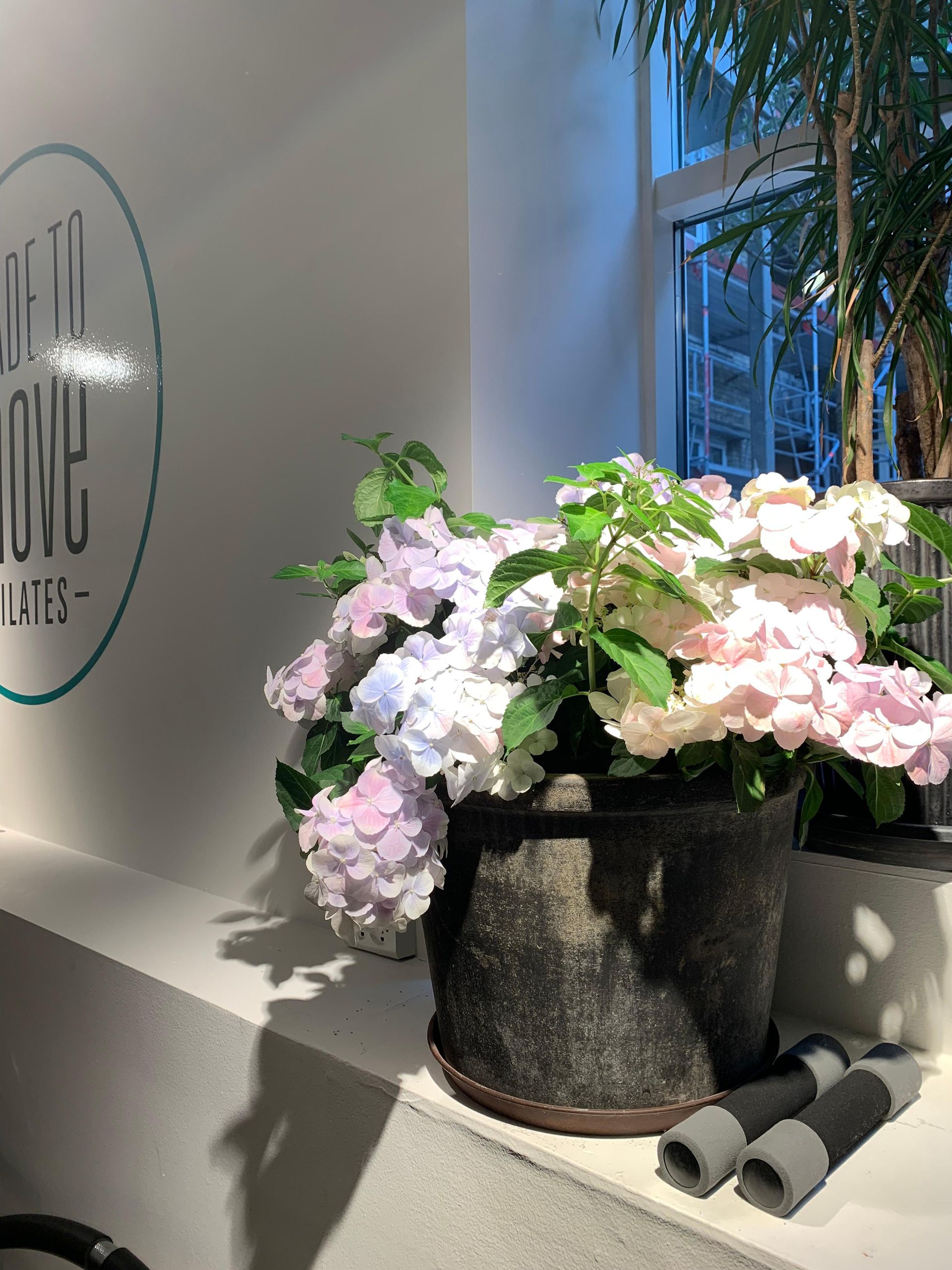 A potted plant with pink and white flowers is sitting on a table.