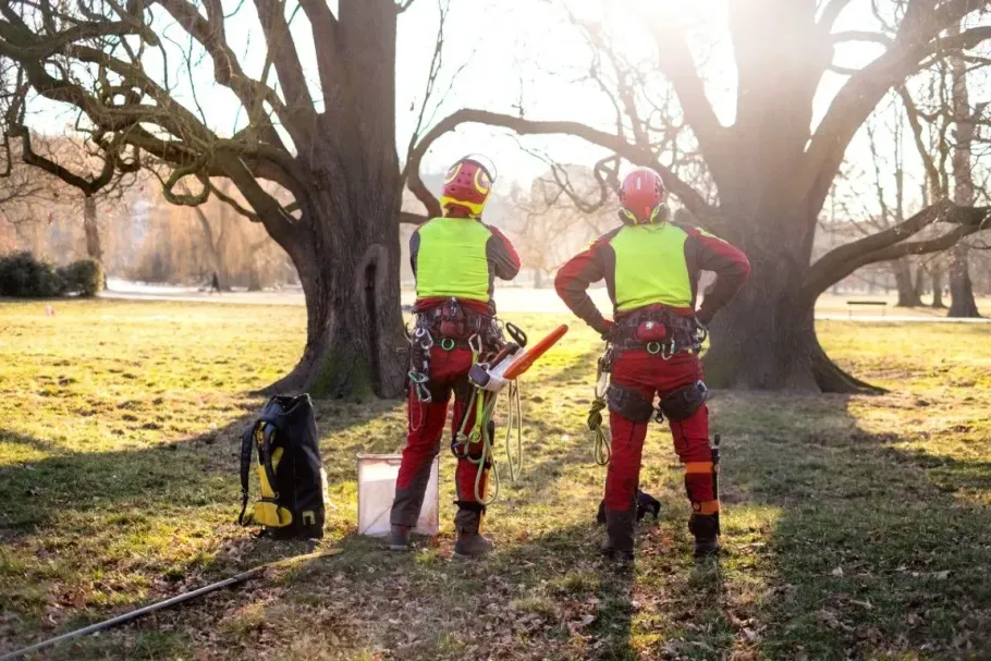 Two arborists in safety gear inspecting a large tree in a park.