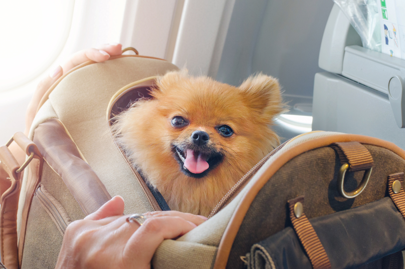 A pomeranian dog is sitting in a carrier on an airplane.