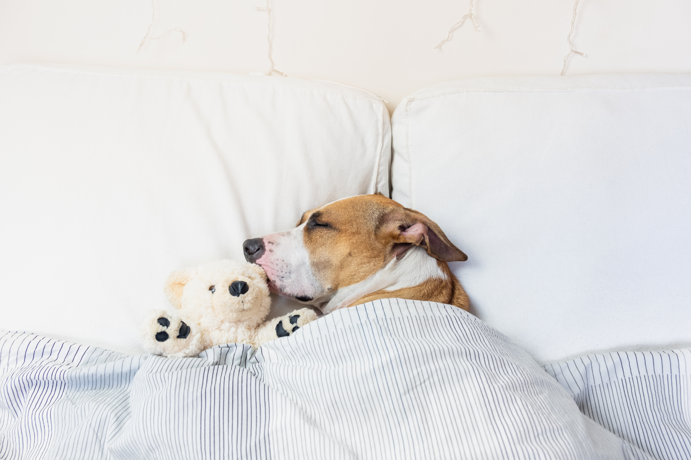 A dog is sleeping in a bed with a teddy bear.