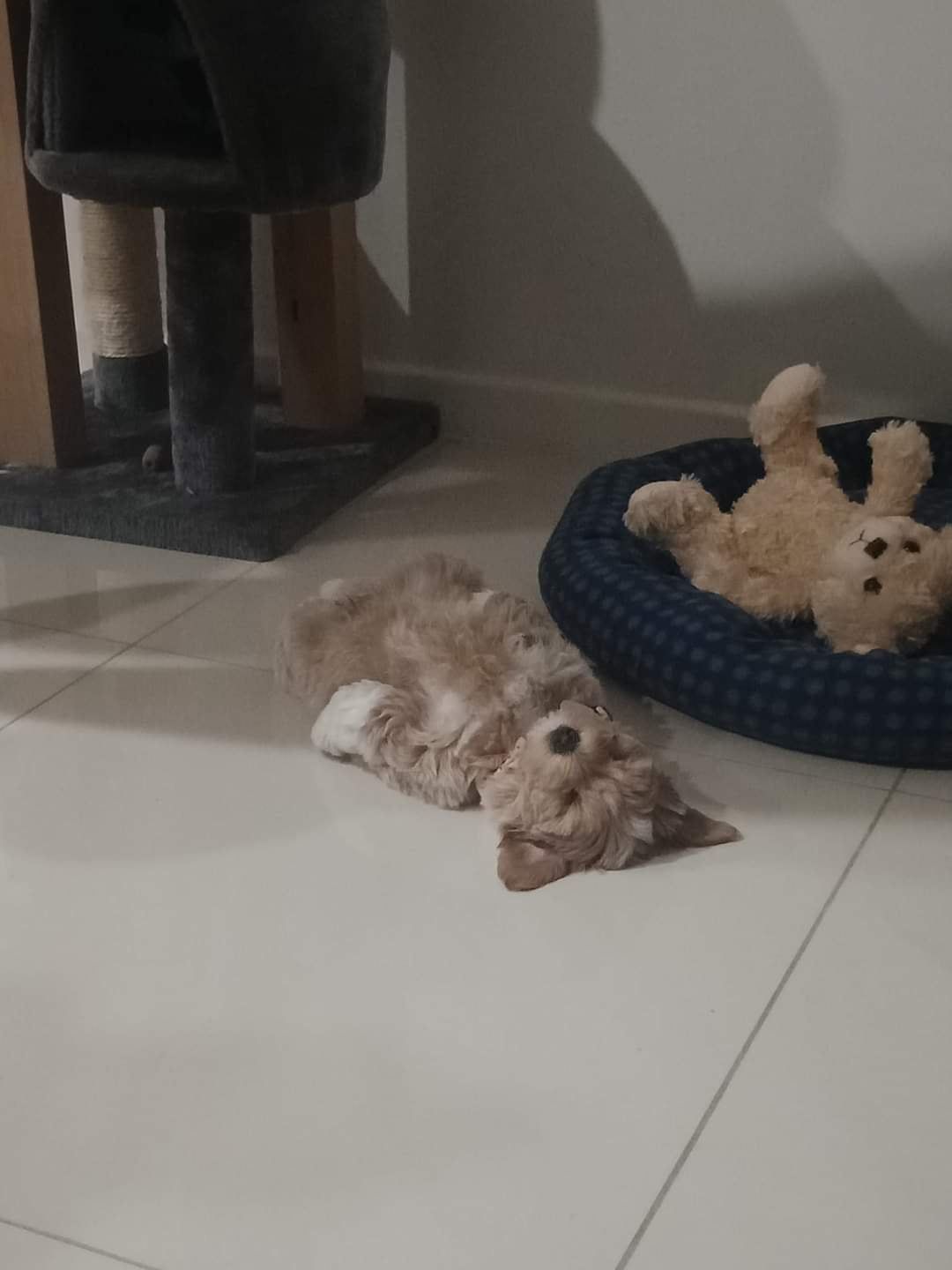 A brown dachshund is laying on the floor under a wooden table.
