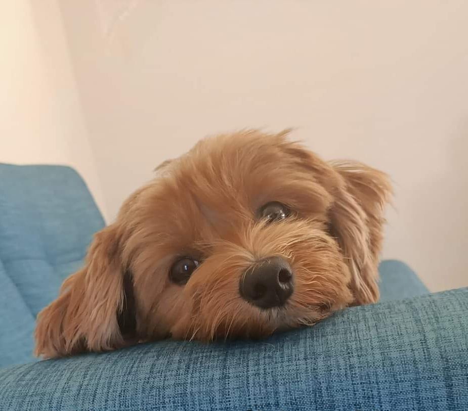 A person is holding a small brown and white dog in their arms.