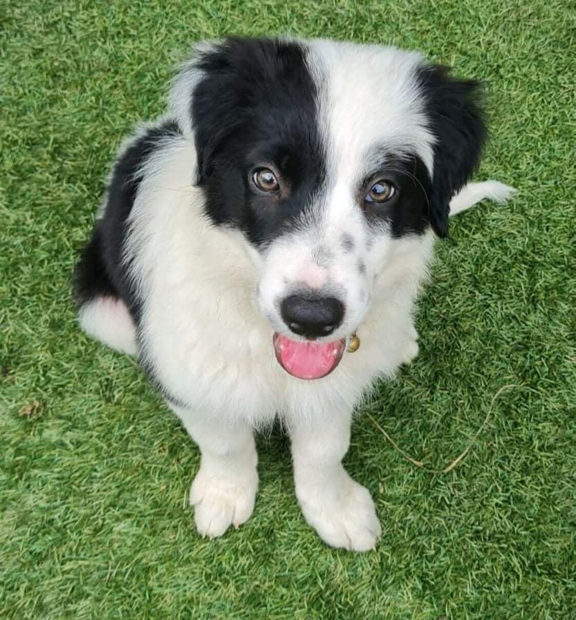 A woman is writing in a notebook while a cat sits on a couch.