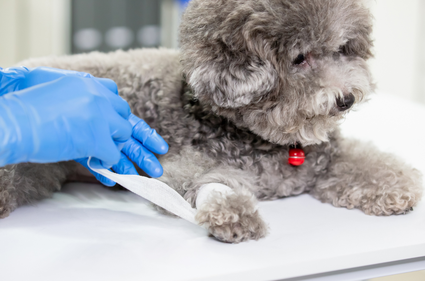 A small dog is laying on a table with a bandage on its leg.