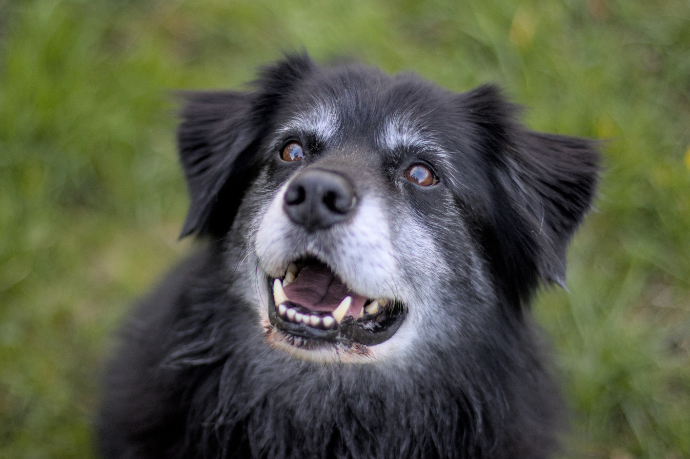 A close up of a black and white dog with its mouth open.