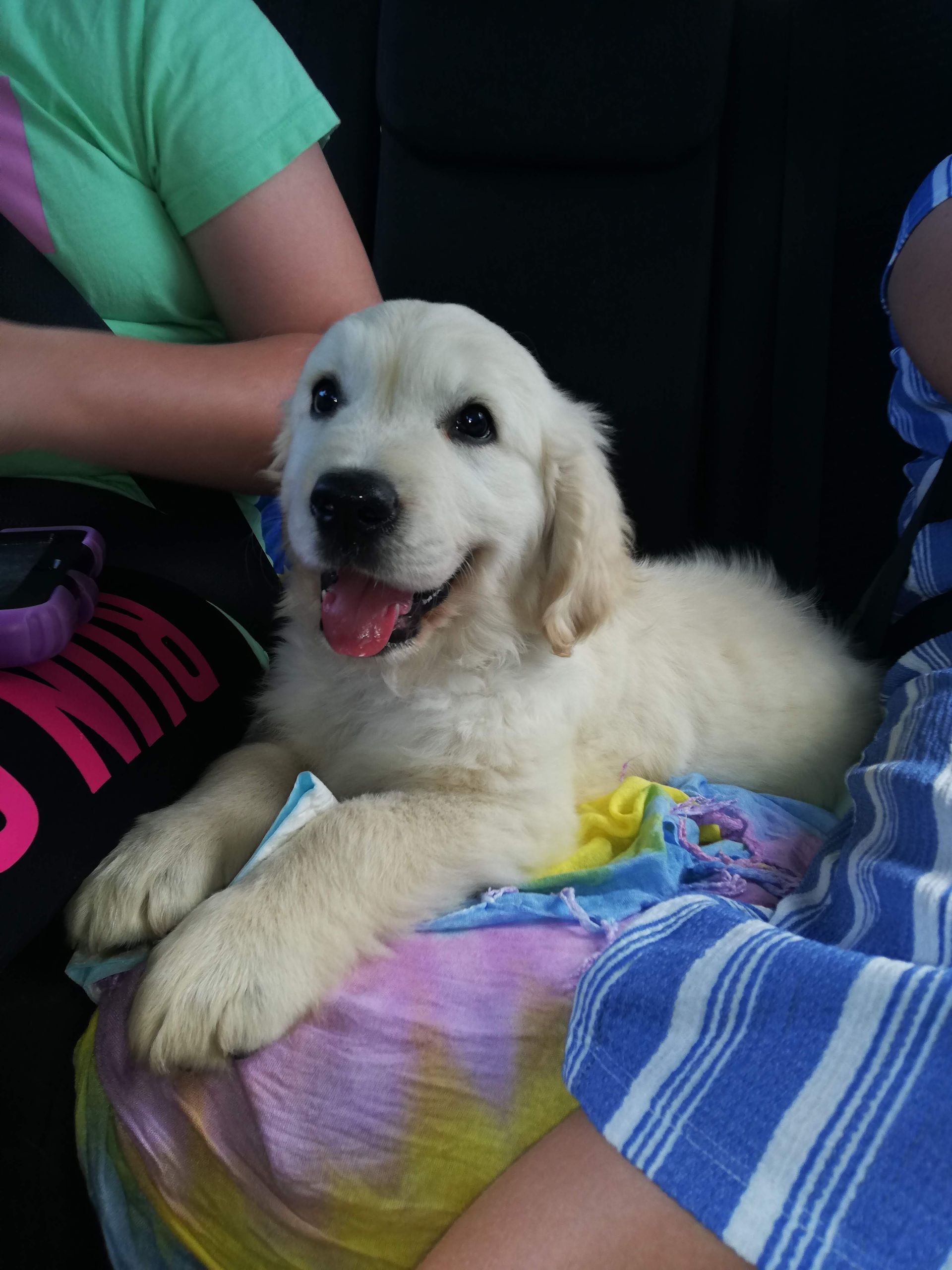 A dachshund is sticking its ear out and smiling.