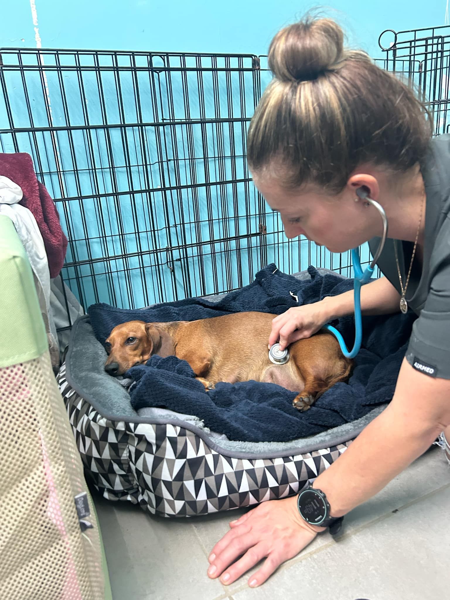 A cat with a bandage on its leg is being examined by a veterinarian.