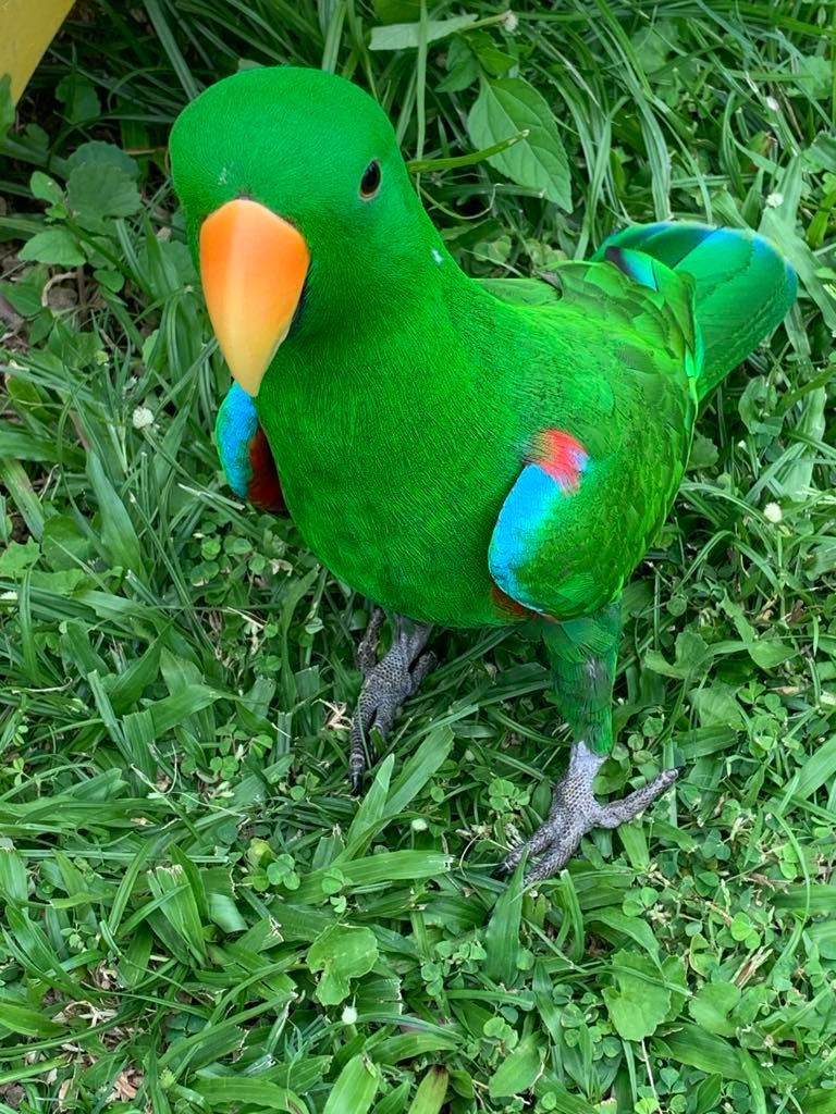 A person is holding a lizard in their hands.