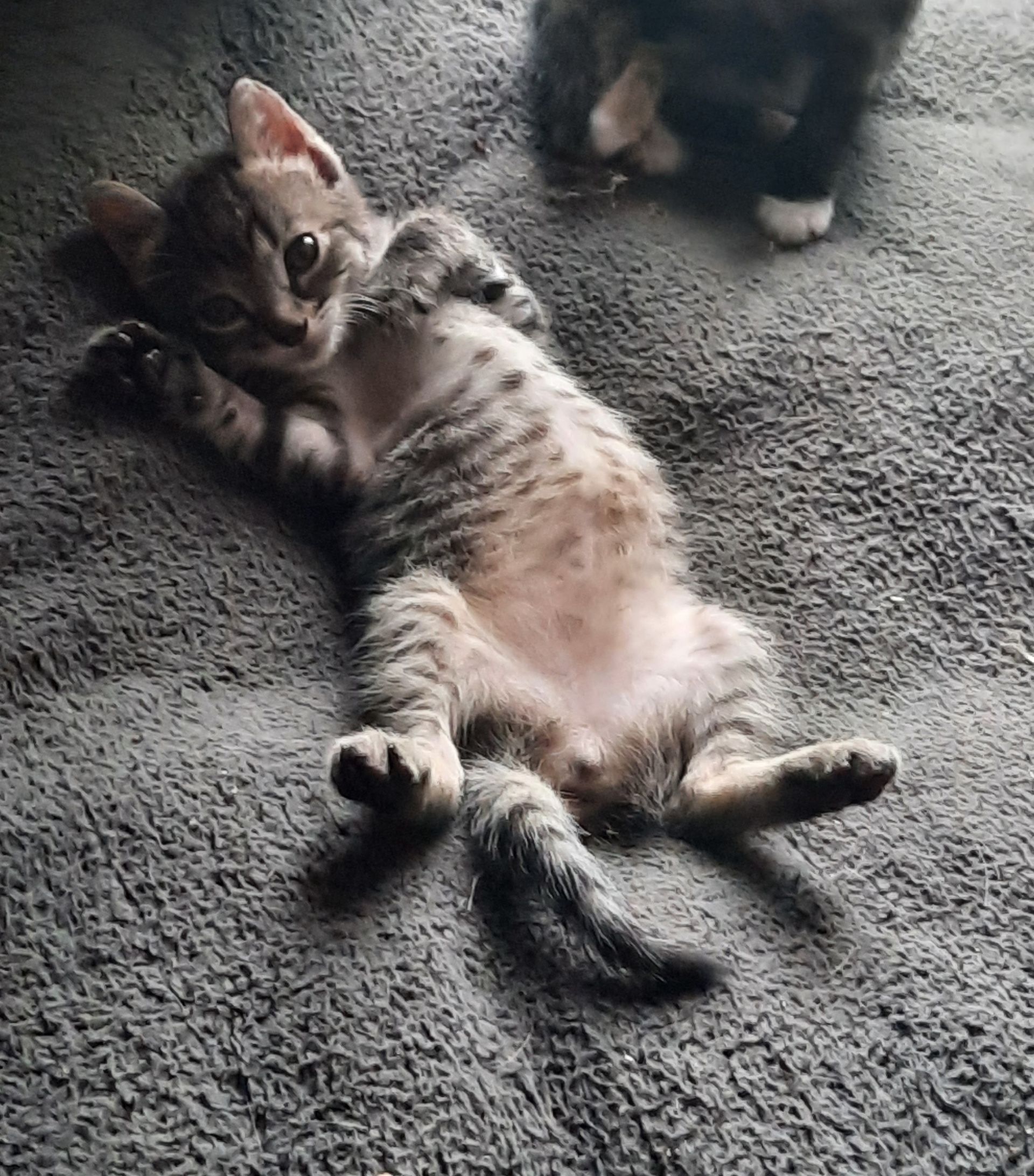 A kitten is laying on its back on a carpet.