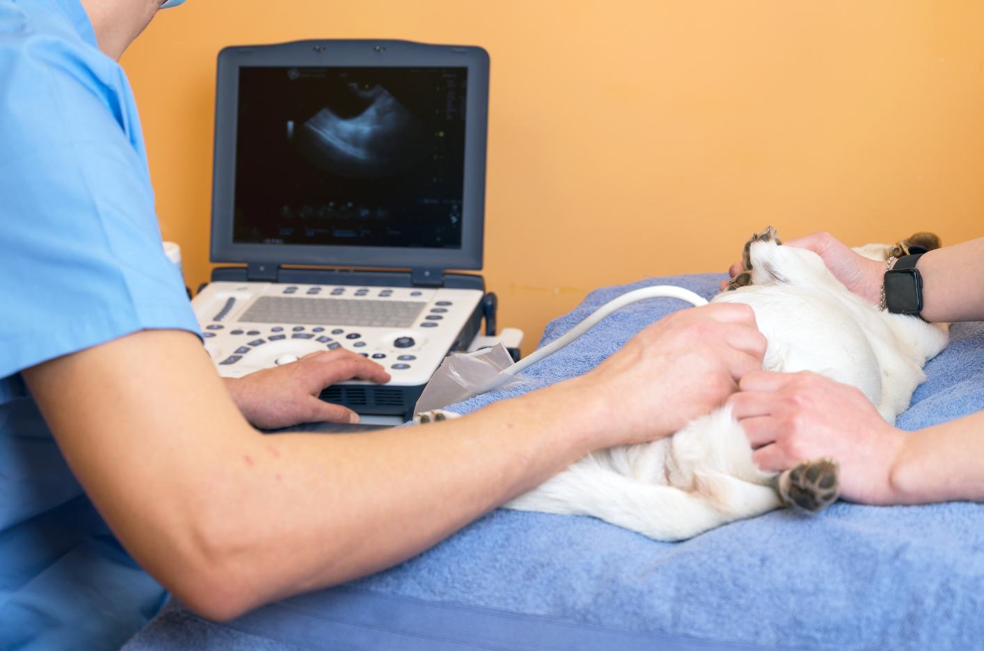 A veterinarian is examining a dog with an ultrasound machine.
