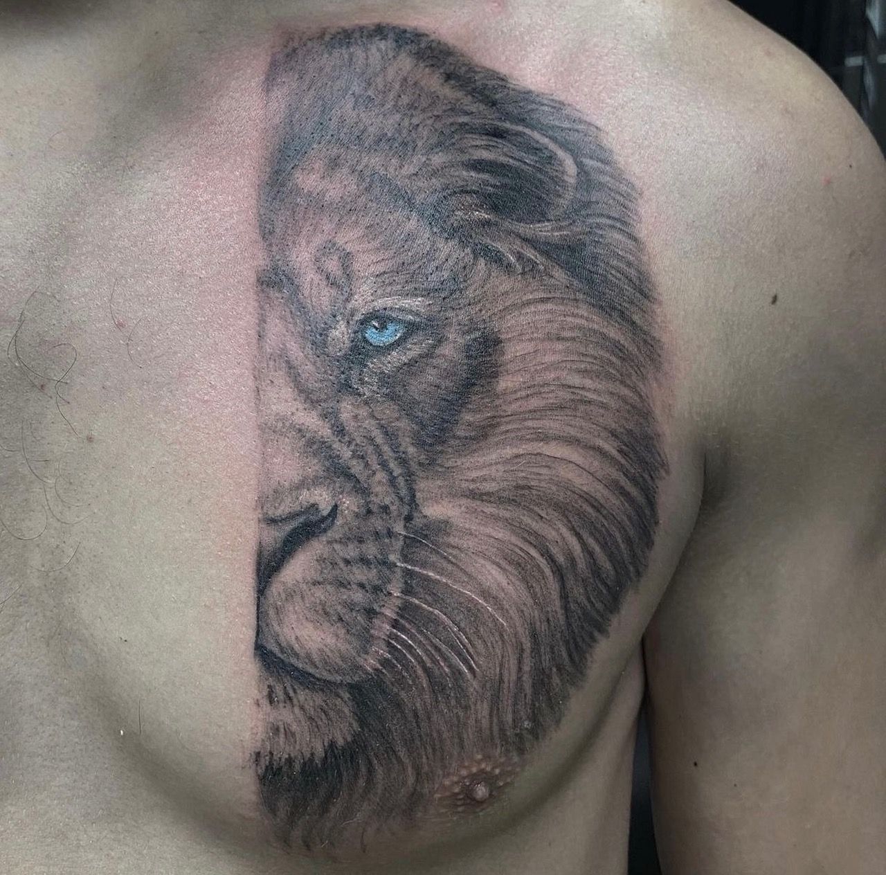 Lion Tattoo by Steve Hayes at Black Gold Tattoo Co in Edmonton Alberta Canada