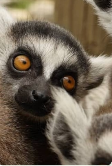 A close up of a lemur with orange eyes