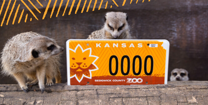 Two meerkats are standing next to a kansas license plate