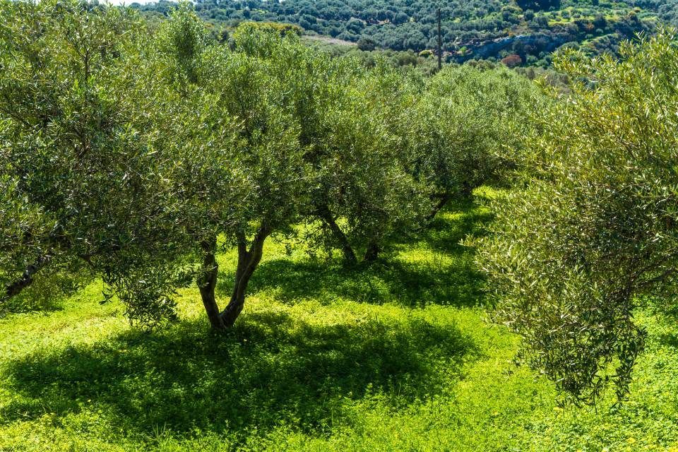 Olive Grove