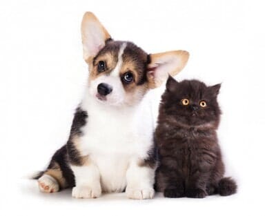 Puppy and Kitten Together — Veterinary Services in Fort Myers, FL