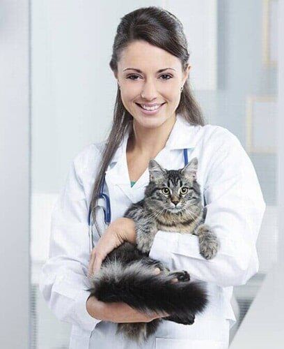 Veterinarian Carrying Cat — Emergency Pet Care in Fort Myers, FL