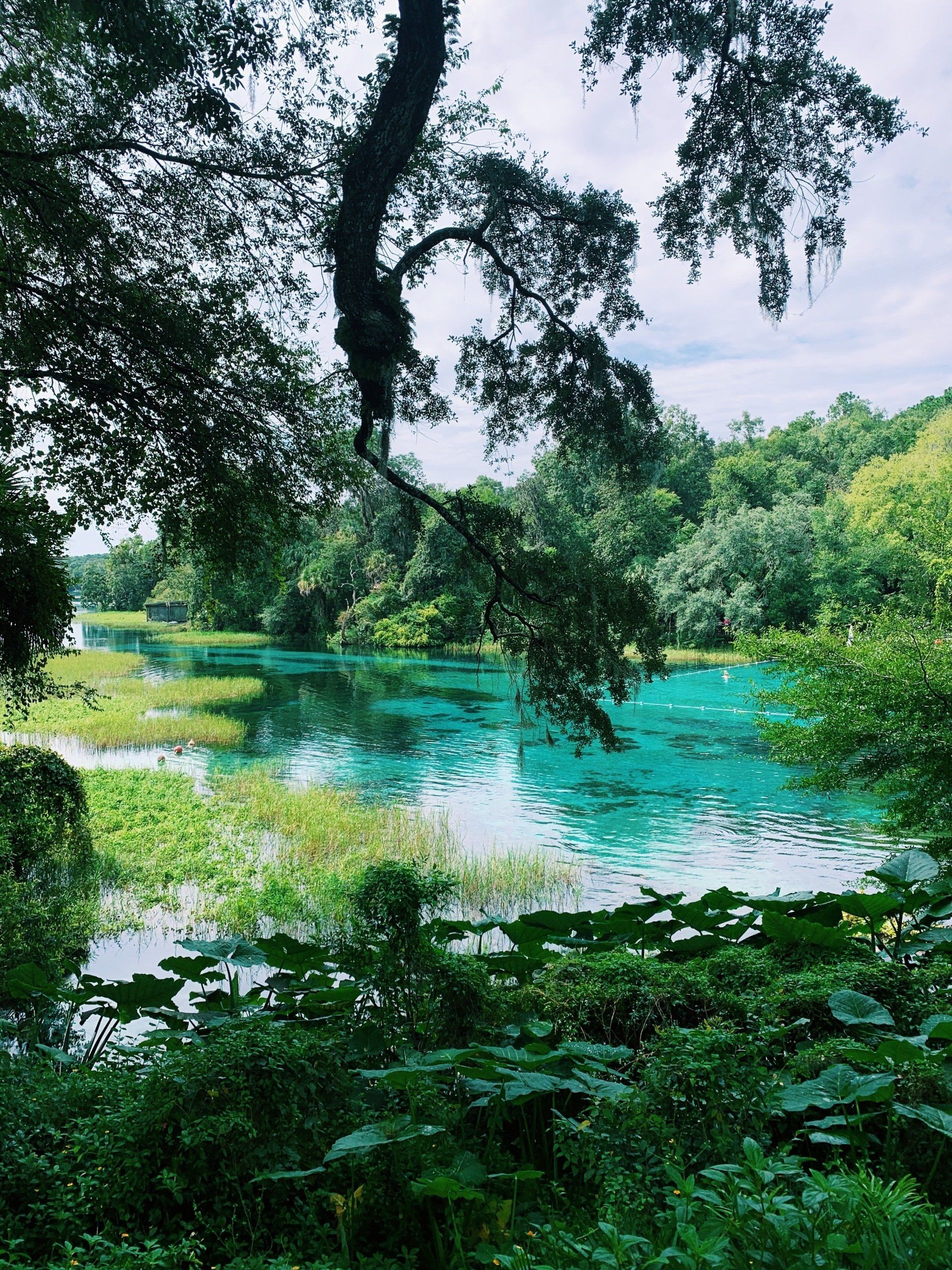 Natural springs in Florida attract visitors