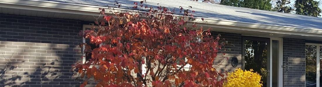 A tree with red leaves is in front of a house.