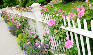 Garden Fence with Pink Roses
