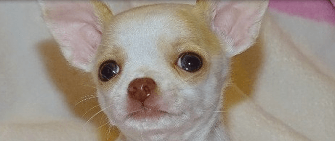 Black Pug — Abilene, KS — JNJ Pugs-N-Paps