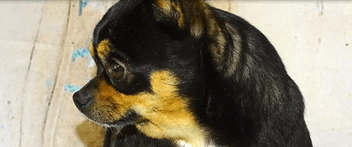 Black Pug — Abilene, KS — JNJ Pugs-N-Paps