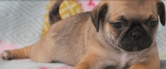 Black Pug — Abilene, KS — JNJ Pugs-N-Paps