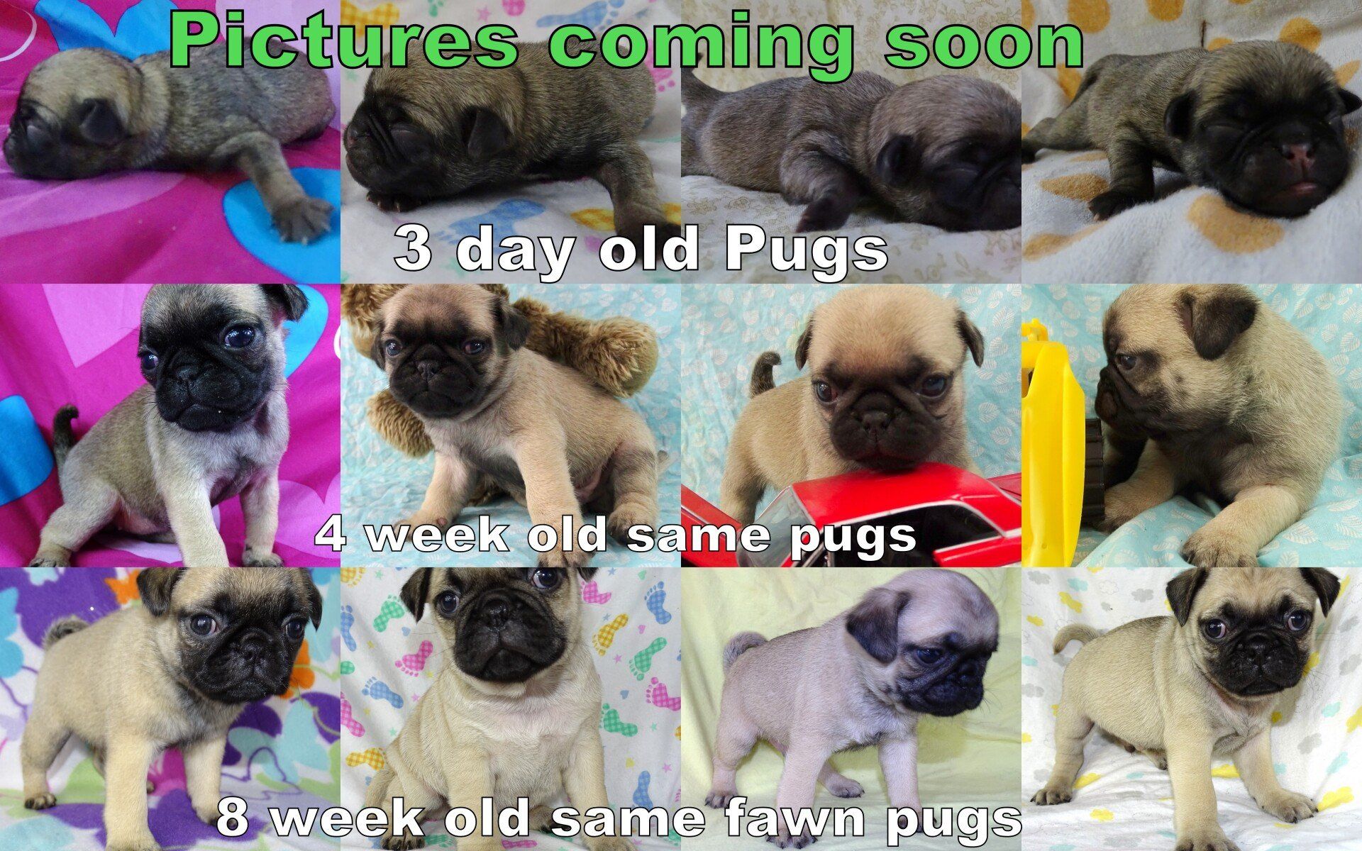 JNJ PugsNPaps/ Puppies/ Abilene ks