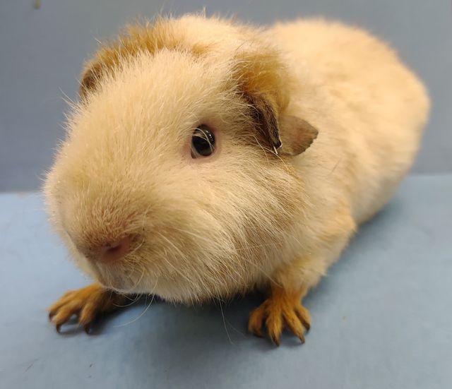 long haired guinea pigs for sale norfolk