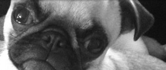 Black Pug — Abilene, KS — JNJ Pugs-N-Paps