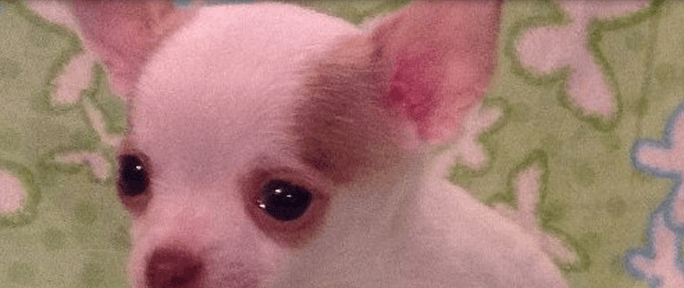 Black Pug — Abilene, KS — JNJ Pugs-N-Paps