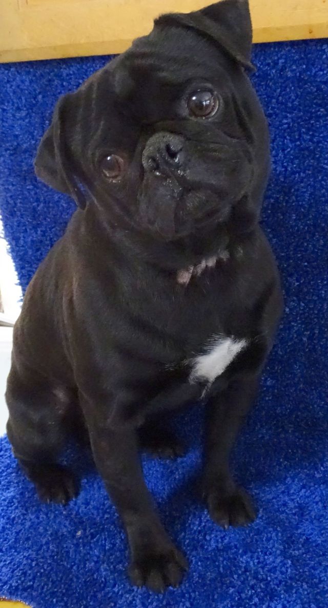 pug 10_47c53e9e-5dd1-46e8-9b2a-