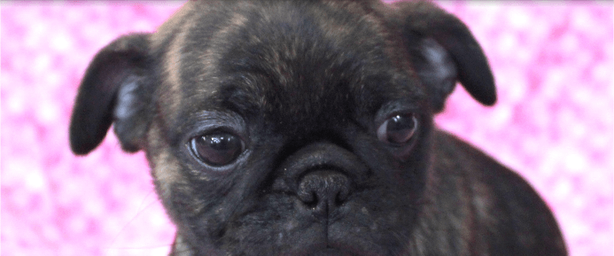 Black Pug — Abilene, KS — JNJ Pugs-N-Paps