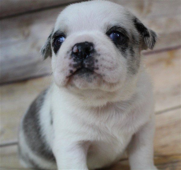 Breeder Abilene, KS JNJ PugsNPaps